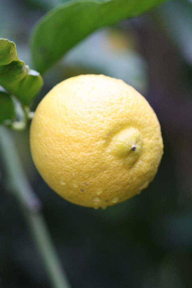                Fruit (Prior, Riverside,   CA)       